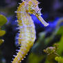 Seahorse