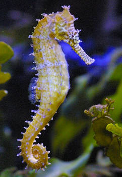 Seahorse