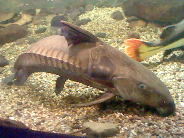 Zoo Fish