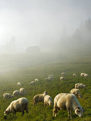 Sheep pasturing 1...