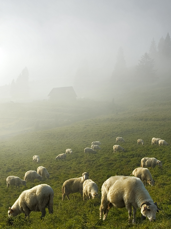 Sheep pasturing 1...