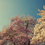 Blossom Trees Lomo