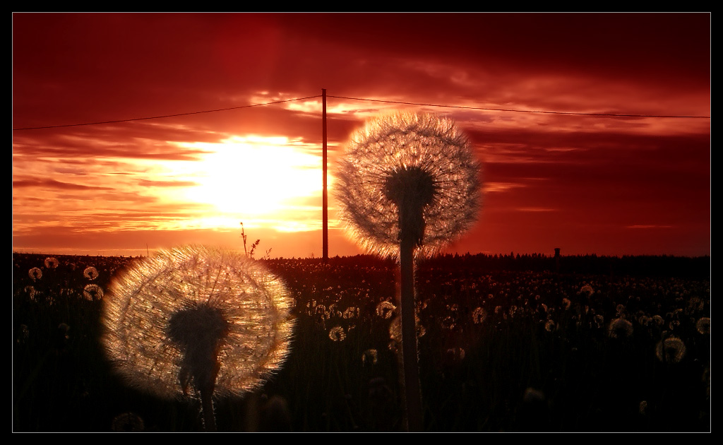 The Dandelion Omens