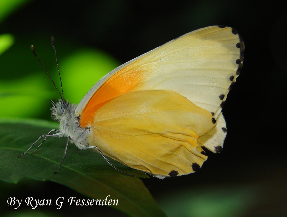 Orange Wrinkle