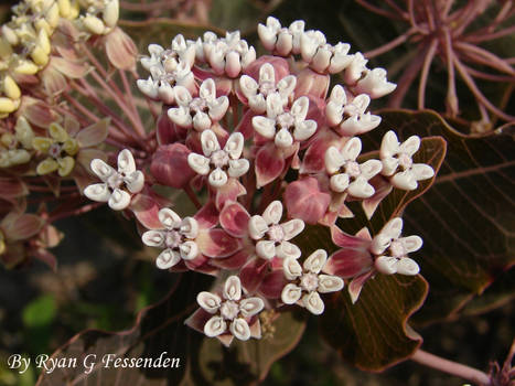 Asclepias humistrata - Pinewoods Milkweed