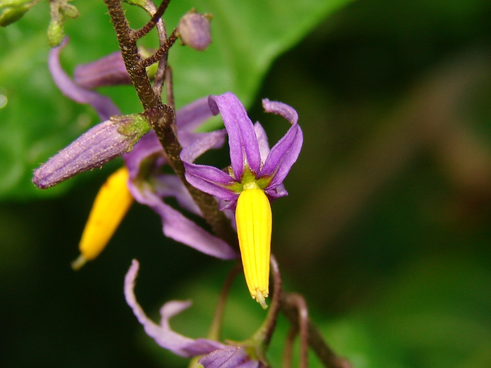 Solanum bahamense - Bahama Nightshade