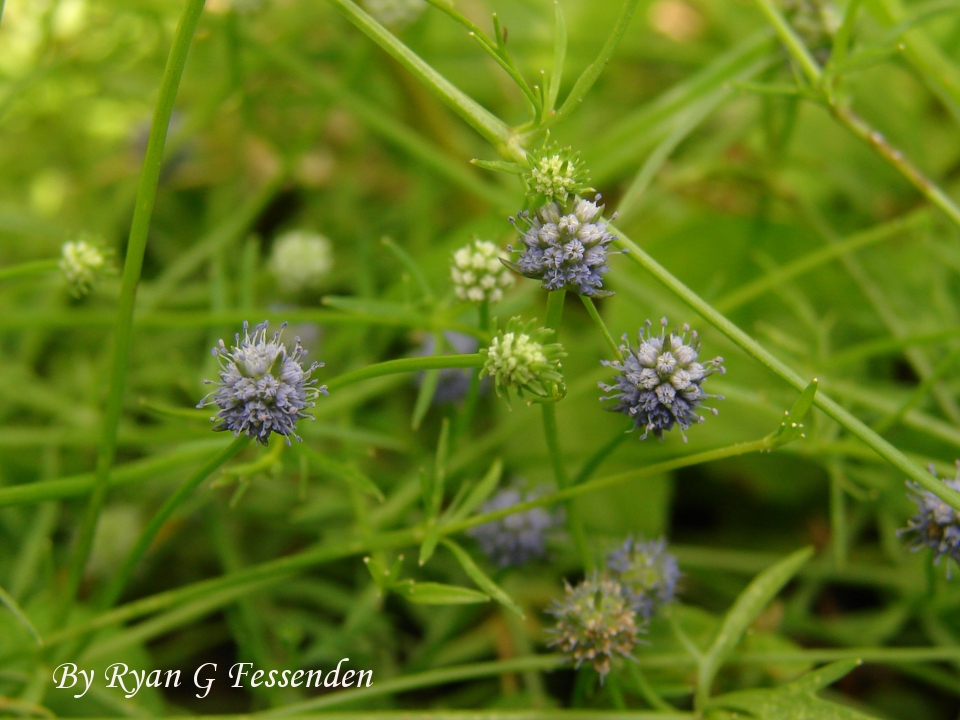 Eryngium baldwinii - Baldwin's Eryngo