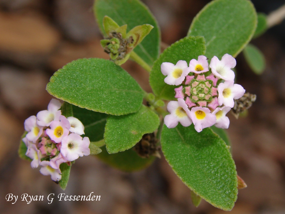 Lantana involucrata - White Lantana