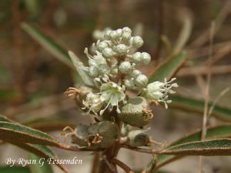 Croton argyranthemus - Silver Croton