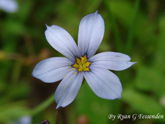 Sisyrinchium angustifolium - Blue Eyed Grass