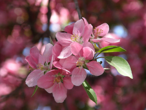 two pink flower