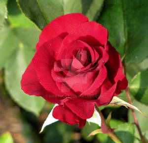 rose,s are RED,, one