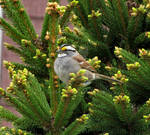 white throated sarrow,pic2 by Nipntuck3