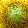 inside a sun flower