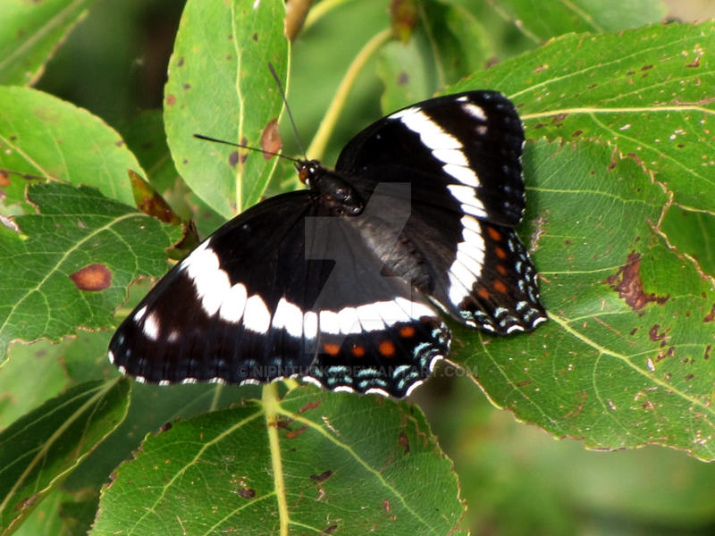 white Admiral butterfly