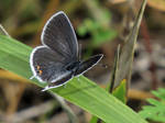 Eastern Tailed Blue Butterfly by Nipntuck3