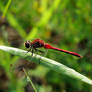 red Dragenfly