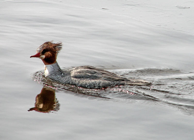 female redbreast meganser