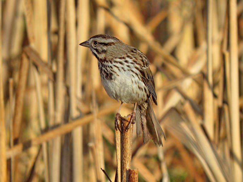 Song sparrow pic 3