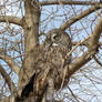 Great Gray Owl