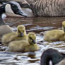 Mommy counting heads