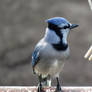 baby blue jay