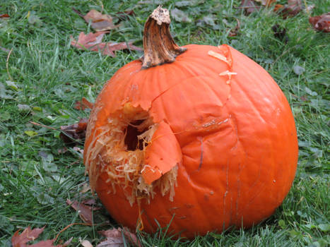 this is what the squirrel did too my pumpkin