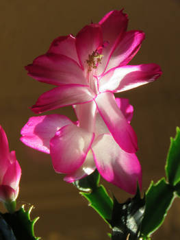 My Christmas catus is still blooming