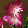 My Christmas catus is still blooming