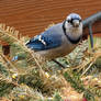 blue jay