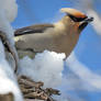 bohemian wax wing