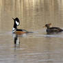 hooded merganser