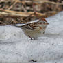 chipping sparrow