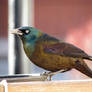 pic 5 grackle