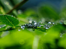 these are rain drops bubbles