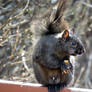 Black Squirrel filling his FACE