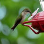 a female humming bird