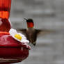 a Ruby throat humming bird