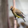 Bohemian wax wing