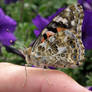 I got to watch this butterfly being born