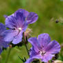 purple flowers