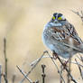 white throated sparrow