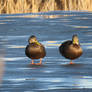 standing on the ice