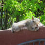 now that is one LAZY, Squirrel, he just lay there