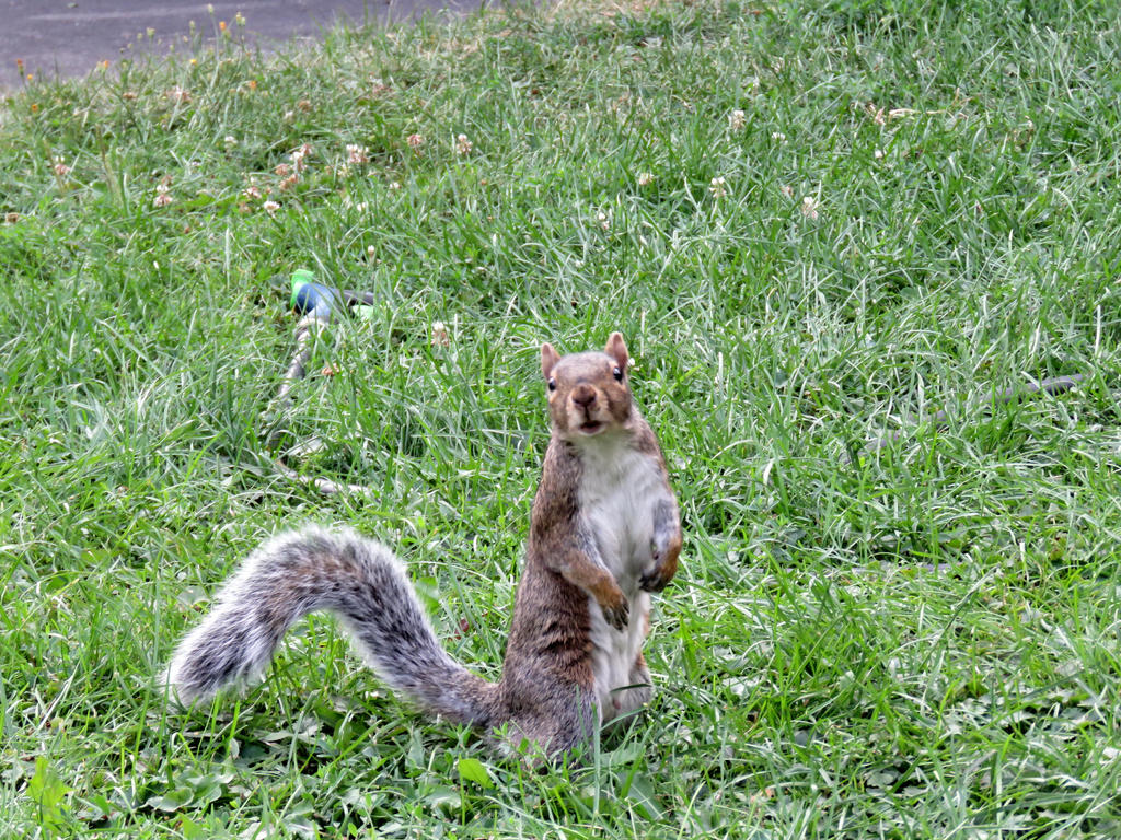 Hey you over here) by Nipntuck3 on DeviantArt Hey you over here) by Nipntuck3 on DeviantArt