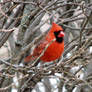 one of my favorite birds  then Blue Jays