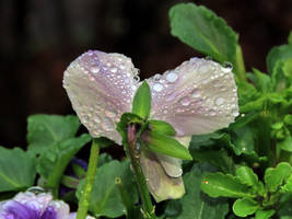 rain drops keep falling ......