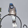 blue Jay