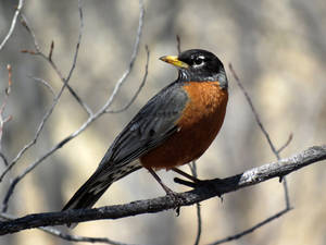 the RED RED robin.....