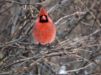 male cardinal